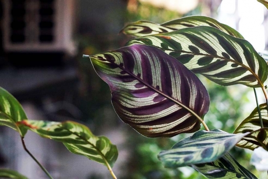 孔雀竹芋图片附介绍：相册的图片免费下载