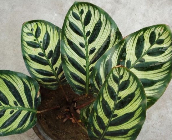 孔雀竹芋的养殖办法和留意事项：留意温度,留意浇水,留意施肥