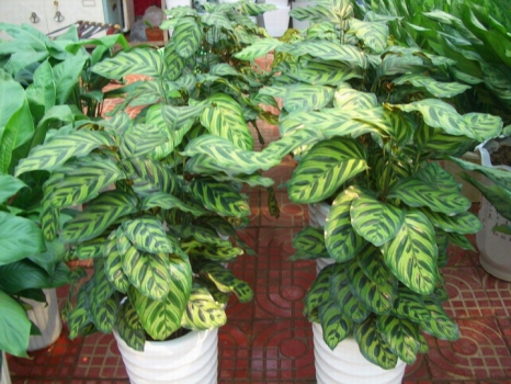 孔雀竹芋的养殖办法和留意事项：留意温度,留意浇水,留意施肥