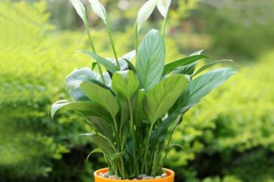 白掌如何扦插，白掌扦插步骤图解