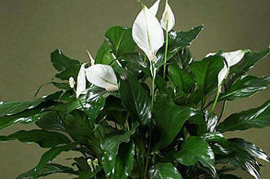 白掌如何扦插，白掌扦插步骤图解