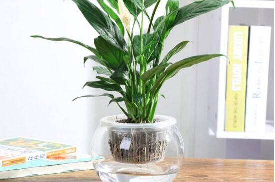 土培白掌如何转水培,修剪弱根充足光照