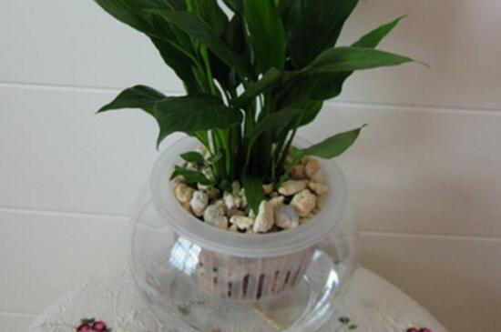 土培白掌如何转水培,修剪弱根充足光照