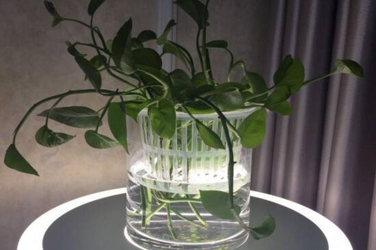 土培白掌如何转水培,修剪弱根充足光照