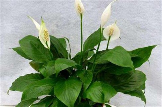 白掌叶子下垂能恢复吗,剪根换土控水养活