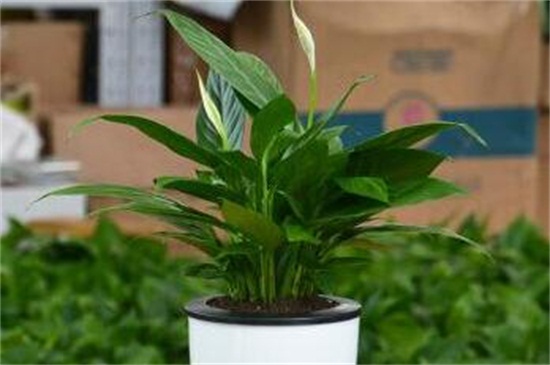 白掌叶子下垂能恢复吗,剪根换土控水养活