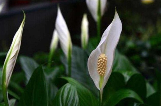 白掌叶子下垂能恢复吗,剪根换土控水养活