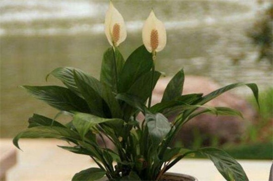 白掌叶子下垂能恢复吗,剪根换土控水养活