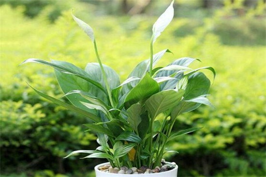 白掌秋季能分盆吗，气候凉爽适合分盆