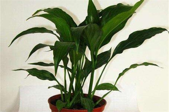 白掌秋季能分盆吗，气候凉爽适合分盆