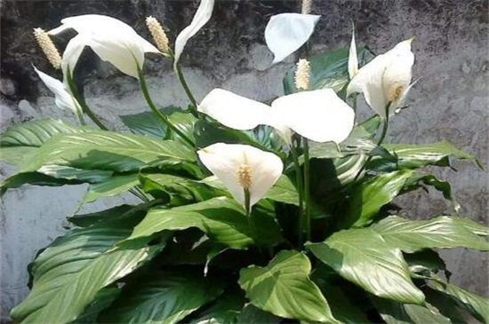 白掌秋季能分盆吗，气候凉爽适合分盆