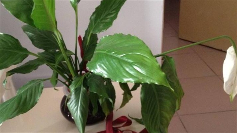 白掌叶子蔫了如何办