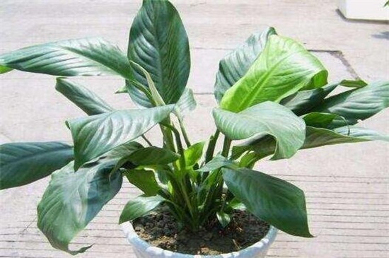 白掌叶子蔫了如何办