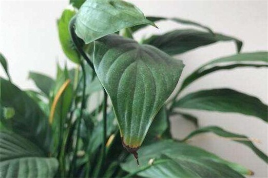 白掌叶子蔫了如何办