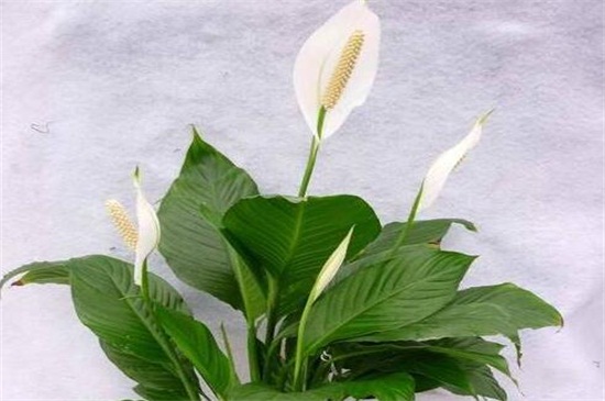 白掌为何不开花