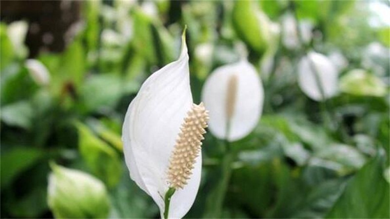 白掌叶子发黑如何办