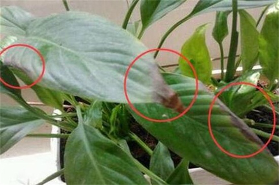 白掌叶子发黑如何办