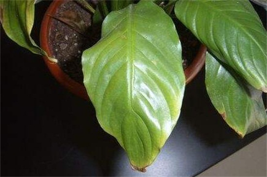 白掌叶子发黑如何办