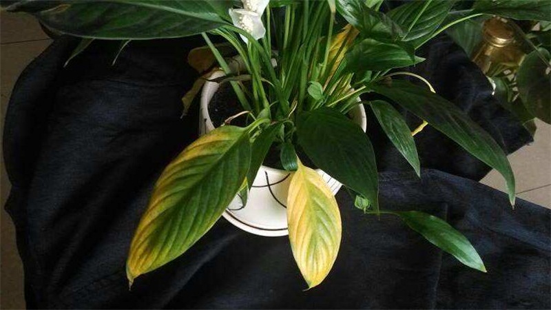 白掌叶子发黄如何办