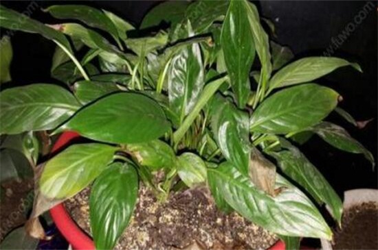 白掌叶子发黄如何办