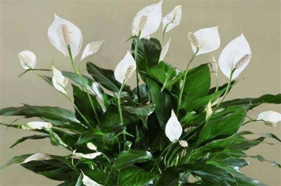 白掌叶子发黄如何办