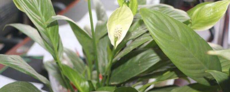 水培白掌如何养