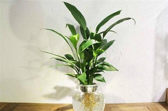 水培白掌如何养