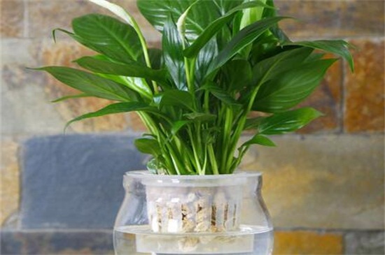 水培白掌如何养