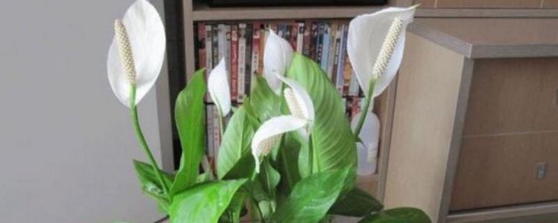 白掌的养殖办法和留意事项