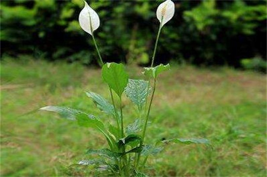 白掌的养殖办法和留意事项