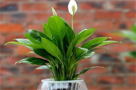 白掌的养殖办法和留意事项