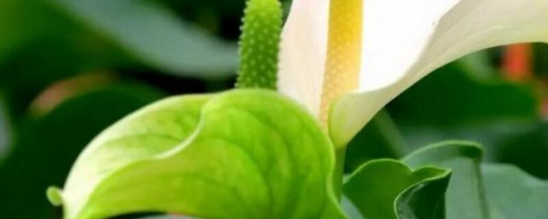 白掌花变绿了如何办