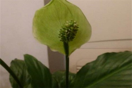 白掌花变绿了如何办