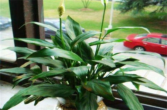 白掌花变绿了如何办