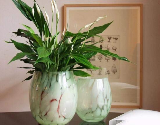 白掌摆放禁忌,白掌放在客厅哪里好(茶几)