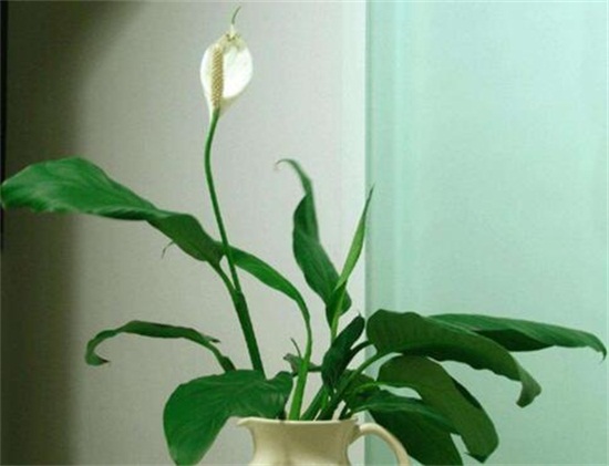 白掌摆放禁忌,白掌放在客厅哪里好(茶几)