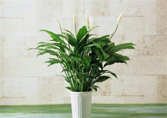 白掌摆放禁忌,白掌放在客厅哪里好(茶几)