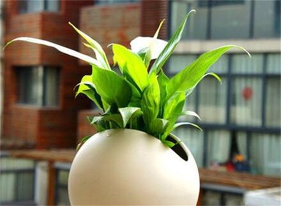 白掌摆放禁忌,白掌放在客厅哪里好(茶几)