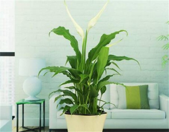 白掌摆放禁忌,白掌放在客厅哪里好(茶几)