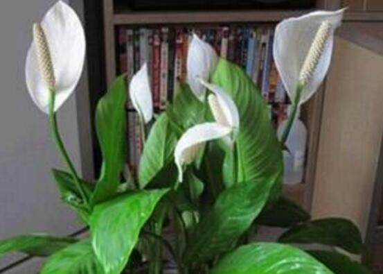 白掌叶子尖像烧焦了如何办，3种处理办法让白掌起死回生