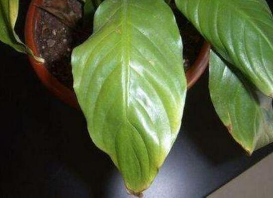 白掌叶子尖像烧焦了如何办，3种处理办法让白掌起死回生