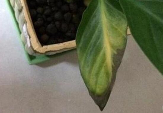 白掌叶子尖像烧焦了如何办，3种处理办法让白掌起死回生