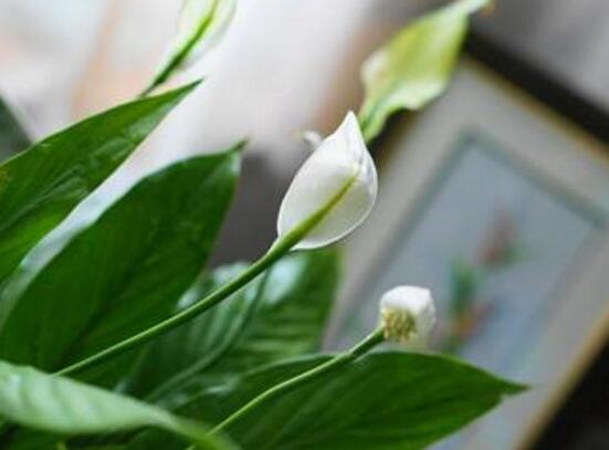 白掌叶子尖像烧焦了如何办，3种处理办法让白掌起死回生