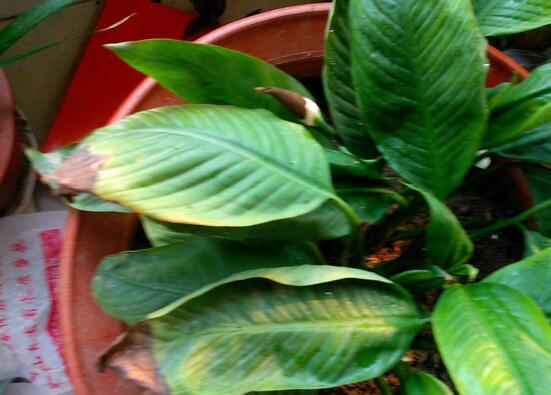 白掌叶子尖像烧焦了如何办，3种处理办法让白掌起死回生