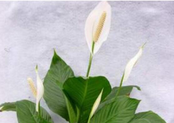 白掌叶子尖像烧焦了如何办，3种处理办法让白掌起死回生