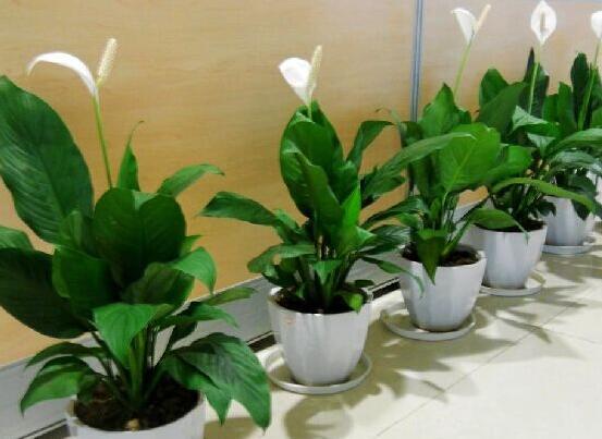 白掌叶子尖像烧焦了如何办，3种处理办法让白掌起死回生