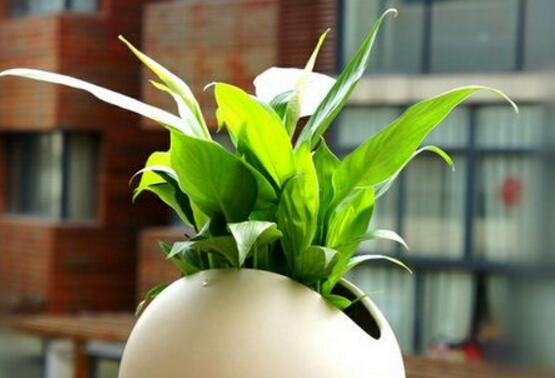 白掌叶子尖像烧焦了如何办，3种处理办法让白掌起死回生