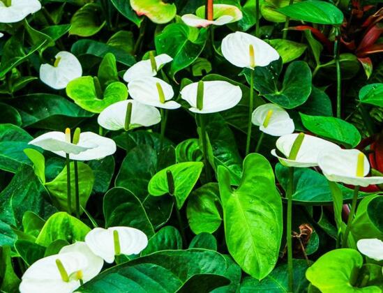 白掌叶子蔫了如何办,五步可“药到病除”