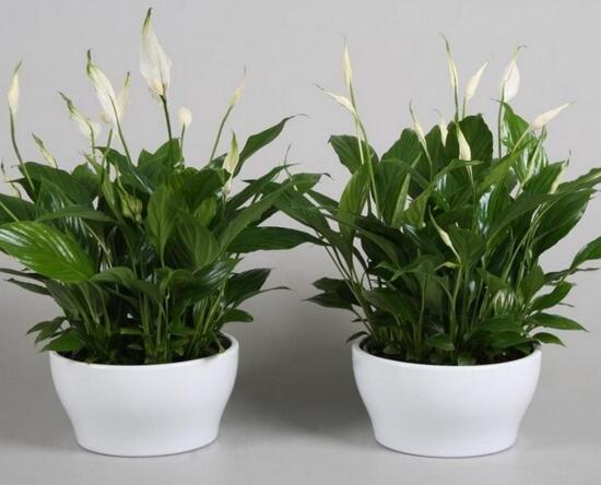 白掌叶子蔫了如何办,五步可“药到病除”