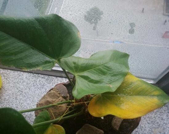 白掌叶子蔫了如何办,五步可“药到病除”